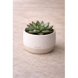 potted plant