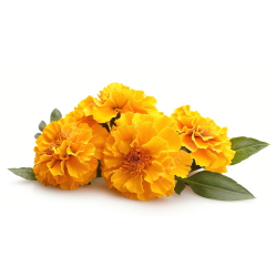 Marigold seeds (0.5g)