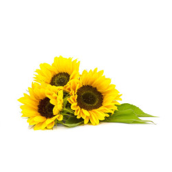 Sunflower seed (3g)