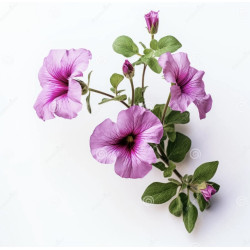 Petunia seeds (0.1g)