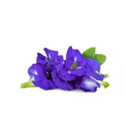 Butterfly Pea (1g)