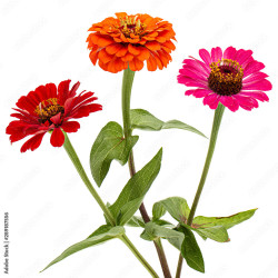 Zinnia seeds (1g)