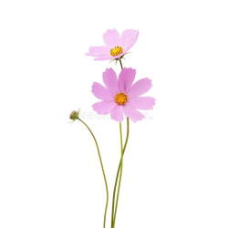 Cosmos seeds (1g)
