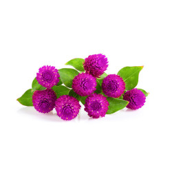 Globe Amaranth seeds (1g)