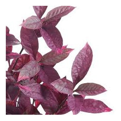Red joyweed (0.3g)