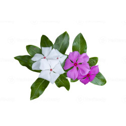 Vinca seeds (0.1g)