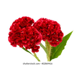 Cockscomb seeds (1g)